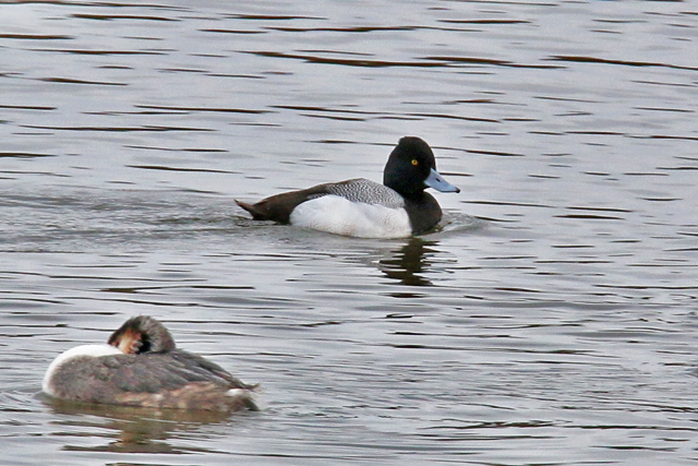 20 maart 2016, Kleine Topper, Den Oever_02