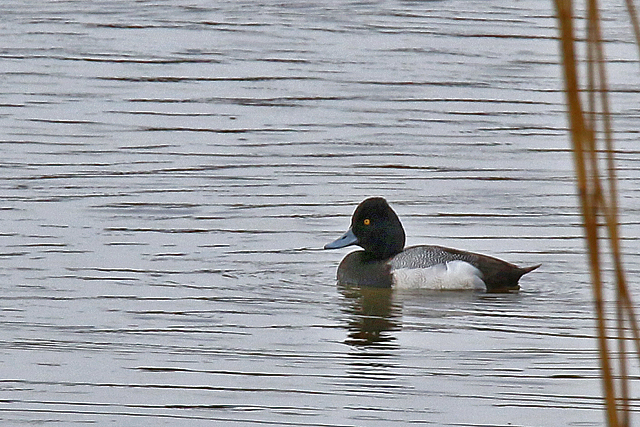 20 maart 2016, Kleine, Topper_Den Oever