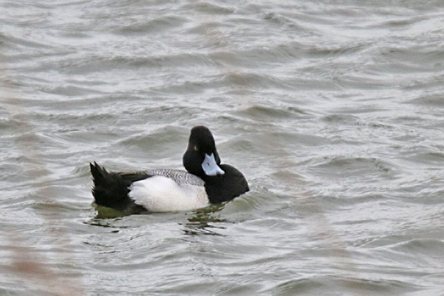 25 februari 2017, Kleine Topper, Den Oever