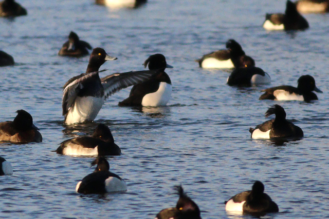 8 januari 2024, Kleine Topper, Almere - Blocq van Kuffeler - Jachthaven_02