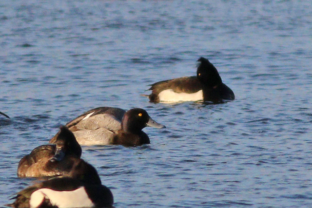 8 januari 2024, Kleine Topper, Almere - Blocq van Kuffeler - Jachthaven_05