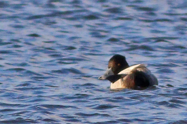 8 januari 2024, Kleine Topper, Almere - Blocq van Kuffeler - Jachthaven_06