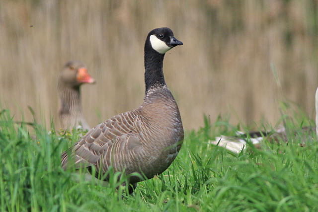 20230512 Kleinste Canadese Gans minima 01 Leekstermeer