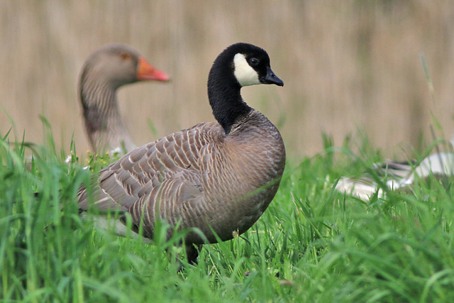 12 mei 2023, Kleinste Canadese Gans minima, 02_Leekstermeer