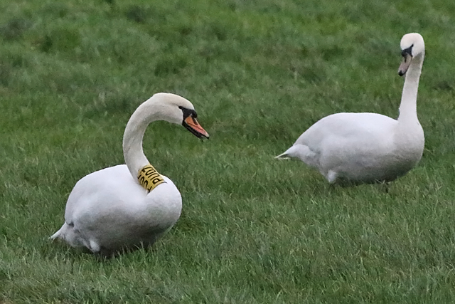 2 januari 2022, Knobbelzwaan PU07, Hunzedal