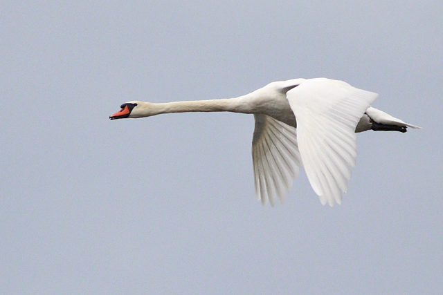 27 augustus 2023, Knobbelzwaan, Lauwersmeer