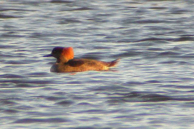 1 december 2007, Kokardezaagbek, Biddinghuizen_2