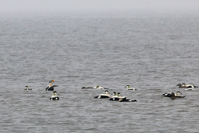 20180415 Koningseider Texel 01