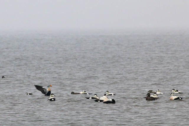 15 april 2018, Koningseider, Texel_02