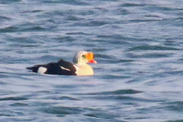 27 april 2020, Koningseider, Texel_01