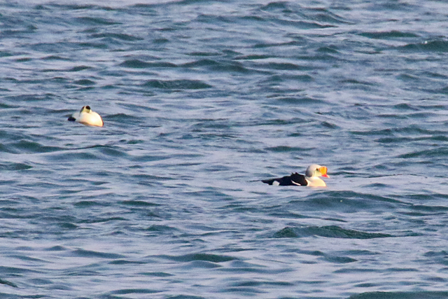 27 april 2020, Koningseider, Texel_02