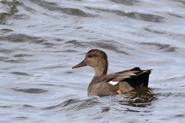 27 augustus 2023, Krakeend, Vlinderbalg