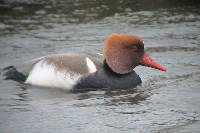 11 januari 2004, Krooneend, NW-Friesland