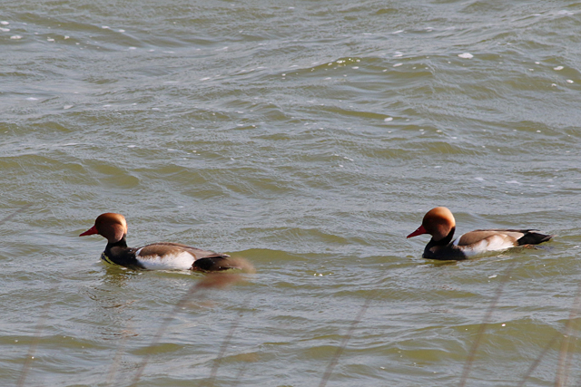 22 april 2022, Krooneenden, Aflsuitdijk-Friesland
