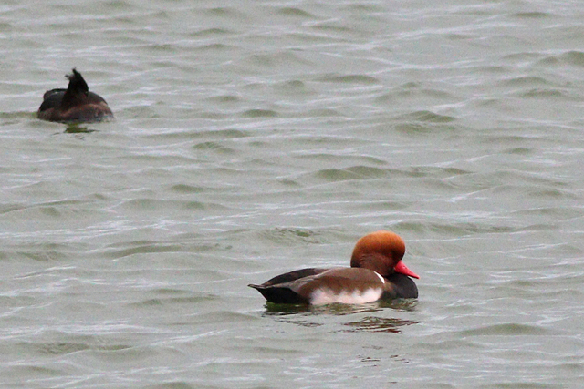 9 oktober 2023, Krooneend, Kornwerderzand