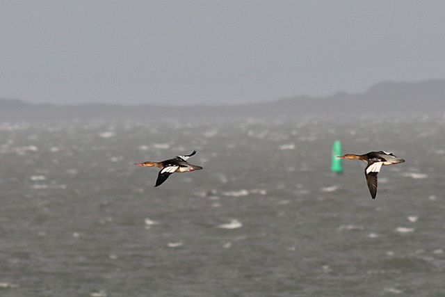 29 oktober 2017, Middelste Zaagbek, Lauwersoog_
