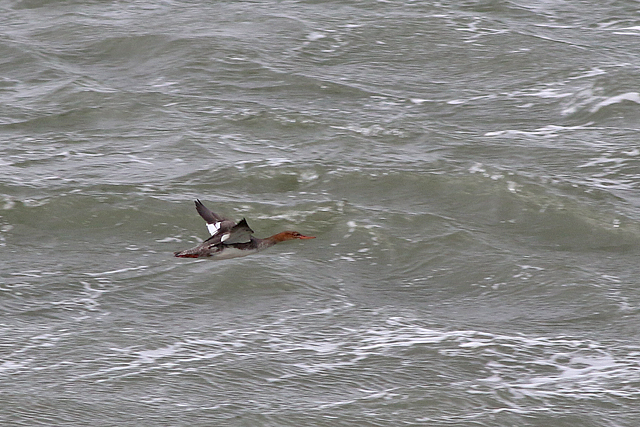 22 oktober 2021, Middelste Zaagbek, Den Helder