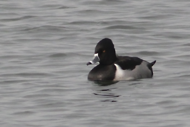 28 november 2014, Ringsnaveleend, Almere