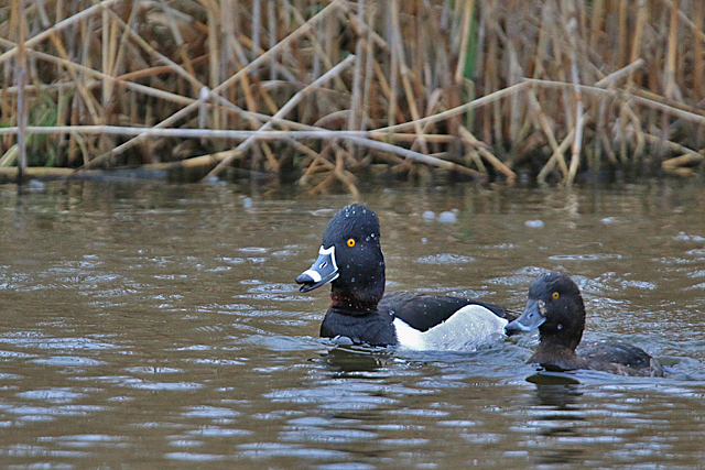 20 maart 2016, Ringsnaveleend, Wormerland_01