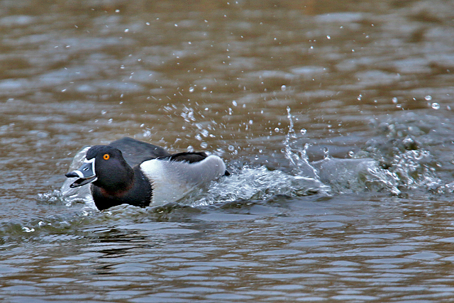 20 maart 2016, Ringsnaveleend, Wormerland_02