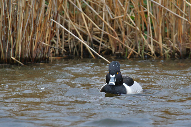 20 maart 2016, Ringsnaveleend, Wormerland_03