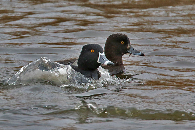 20 maart 2016, Ringsnaveleend, Wormerland_04