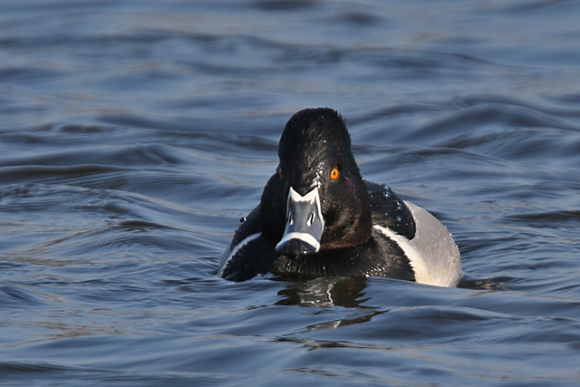 12 februari 2017, Ringsnaveleend, Appingedam_2