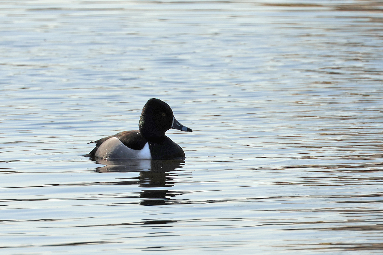 7 maart 2025, Ringsnaveleend, Heerhugowaard