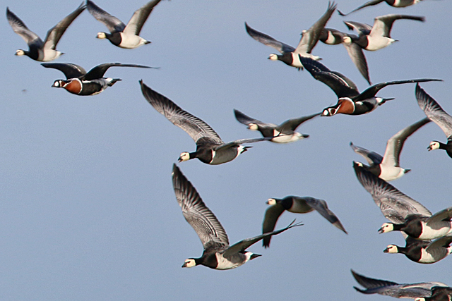 17 maart 2019, Roodhalsgans, Jouke_Sjoerdpolder