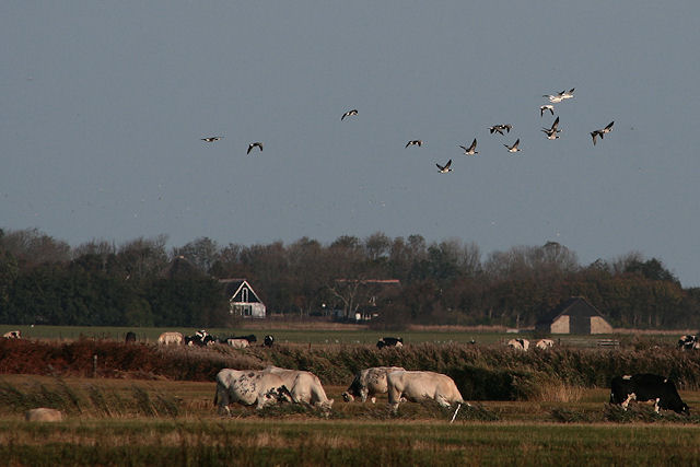 9 oktober 2009, Ross-ganzen, Texel