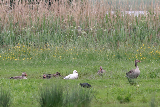 19 mei 2018, Ross Gans, It Heideskip_01