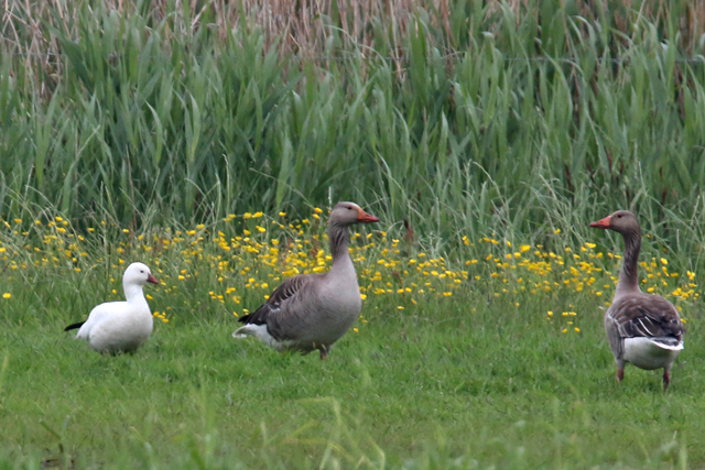 19 mei 2018, Ross Gans, It Heideskip_02