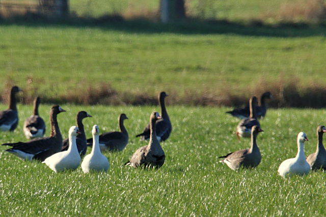 18 november 2018, Ross Ganzen, Roderwolde_01