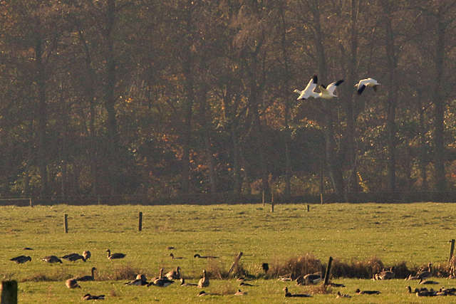 18 november 2018, Ross Ganzen, Roderwolde_02