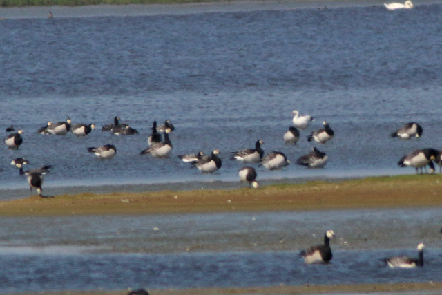 13 mei 2023, Ross Gans, Lauwersmeer-escape