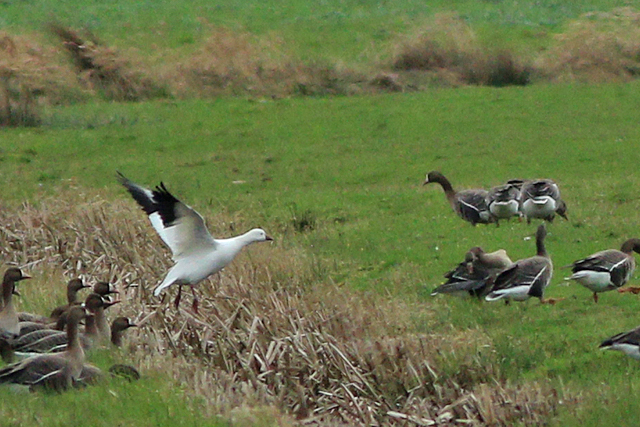 15 maart 2024, Ross Gans, Polder Wollegaast_02