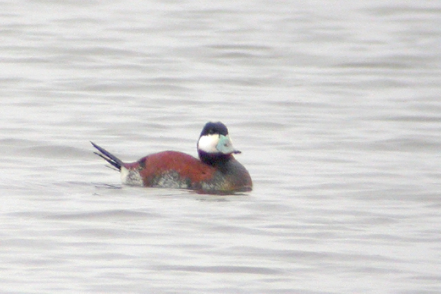 23 april 2006, Rosse Stekelstaart, Beilen