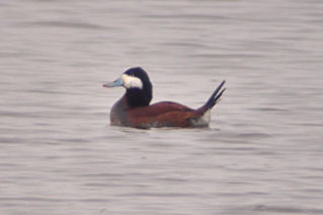 23 april 2006, Rosse Stekelstaart, Beilen_02