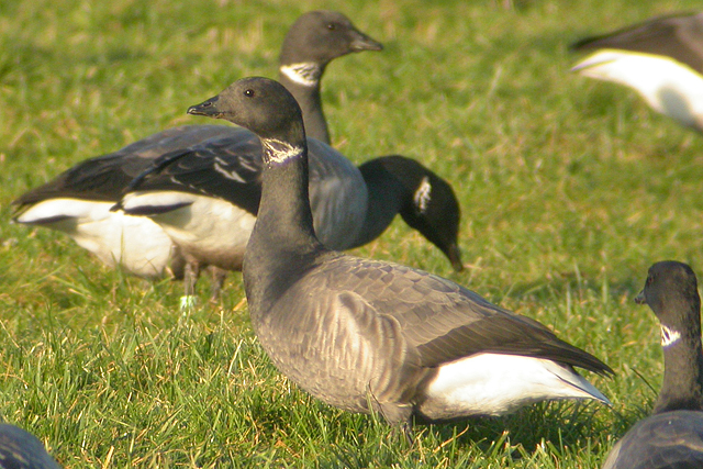 2 januari 2006, Rotgans, Lauwersmeer