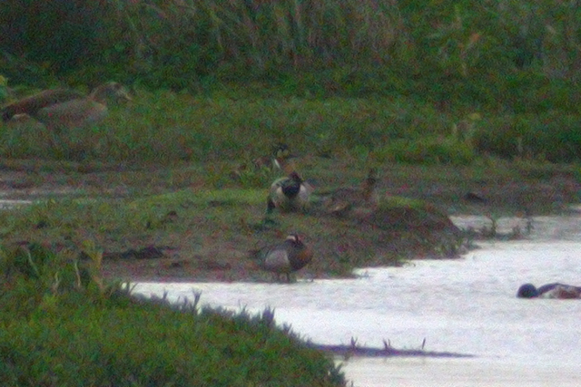 21 mei 2006, Siberische taling, Durgerdam_3