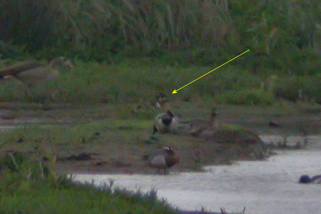 21 mei 2006, siberische taling, Durgerdam