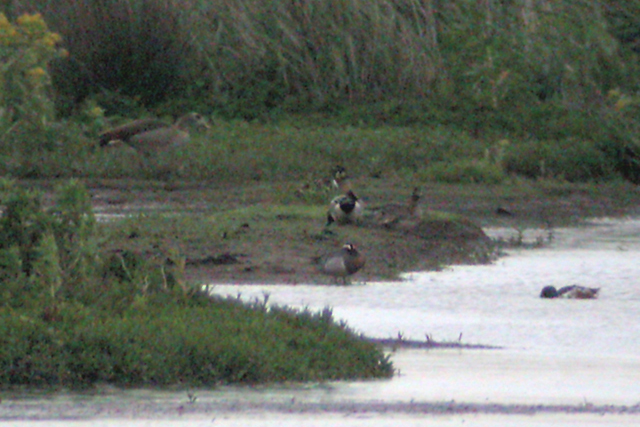21 mei 2006, siberische taling, Durgerdam_2