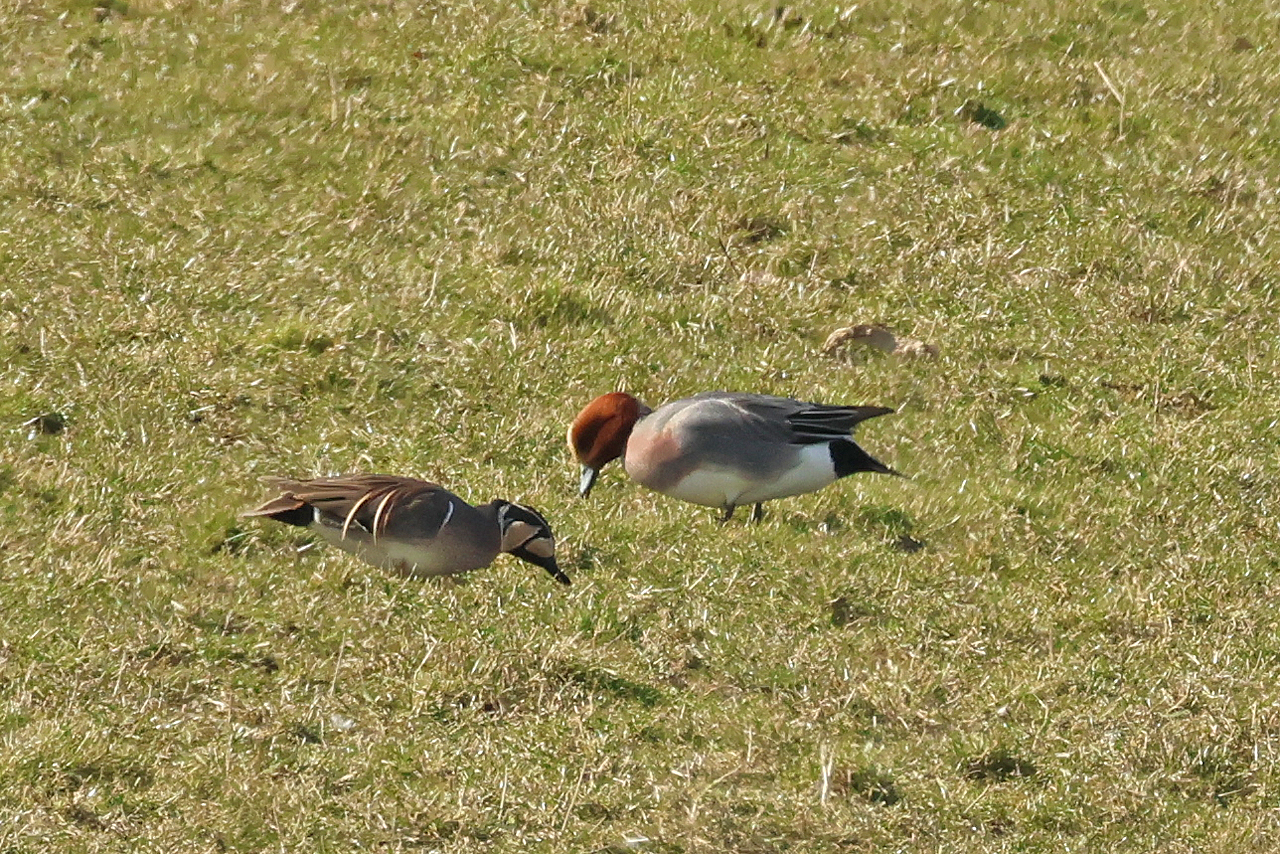7 maart 2025, Siberische Taling, Sint Pancras - Polder Vronermeer_01