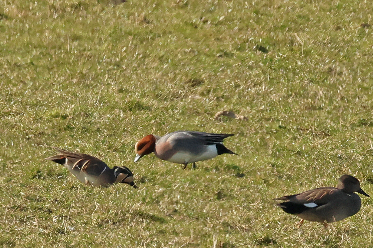 7 maart 2025, Siberische Taling, Sint Pancras - Polder Vronermeer_02