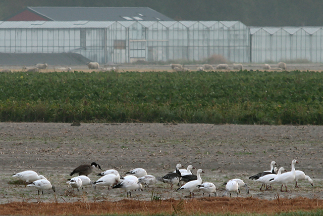 27 september 2009, Sneeuwganzen, Friesland