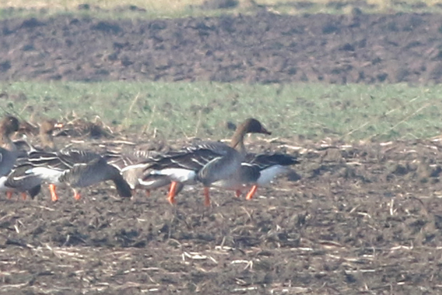 12 februari 2017, Taigarietgans, Schildwolde