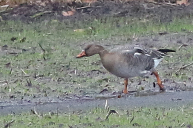 2 januari 2022, Toendrarietgans, Langelo_01