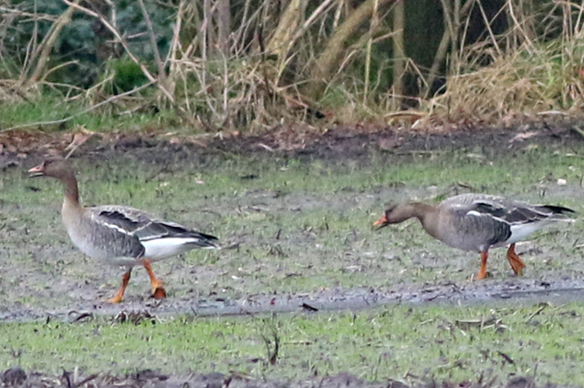 2 januari 2022, Toendrarietgans, Langelo_02