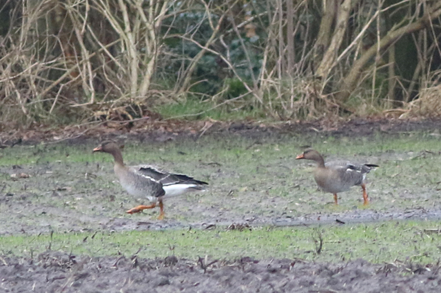 2 januari 2022, Toendrarietgans, Langelo_03