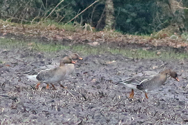 2 januari 2022, Toendrarietgans, Langelo_04